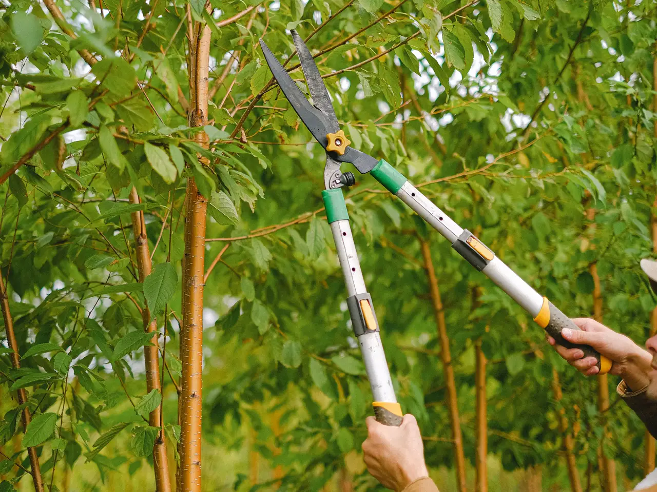 Обрезка деревьев для пропускания света