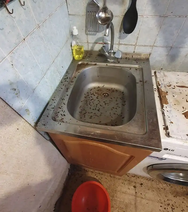 Уничтожение тараков. г. Ивантеевка, ул. Богданова